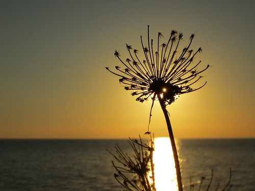 sunset sea flower nature canon greece thrace