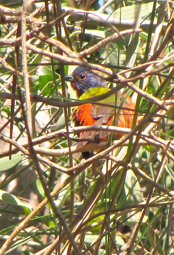 Painted Bunting on the Lighthouse Trail at Fort Pulaski, GA 03
