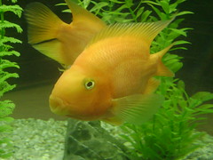 Golden Fish, Phuket Aquarium