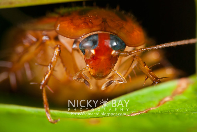 Cockroach (Blattodea) - DSC_0380