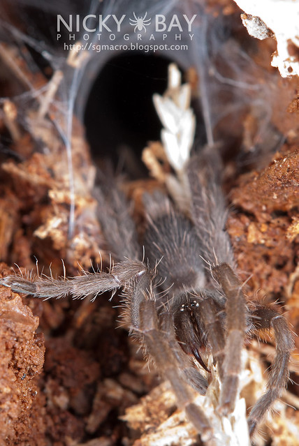 Tarantula (Phlogiellus sp.) - DSC_9753