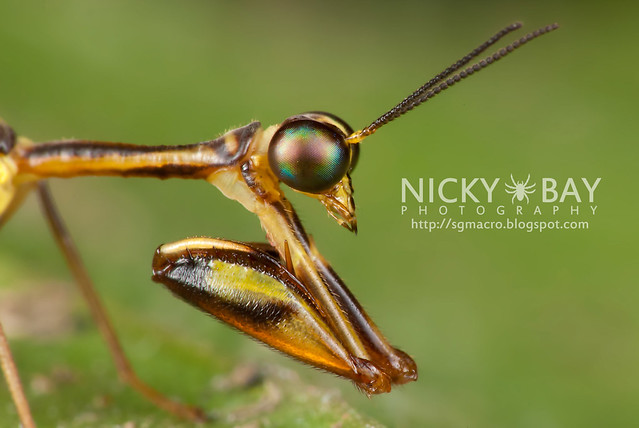 Mantisfly (Mantispidae) - DSC_9682