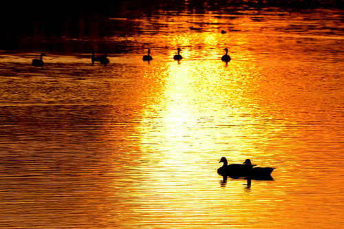 sunset water golden see evening duck nikon wasser mood sonnenuntergang sundown ducks gans silence kit 18 55 enten vögel ente vogel abendstimmung gänse ruhe goldenes kitlense d5100