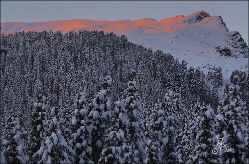 sunset red parco snow del san tramonto unesco neve pino abete rosso martino dolomiti dolomite rolle passo paneveggio