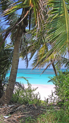 travel water island palmtrees tropical