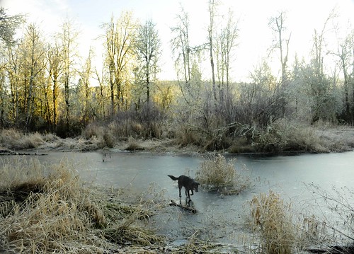 morning trees dog ice water pond 0308
