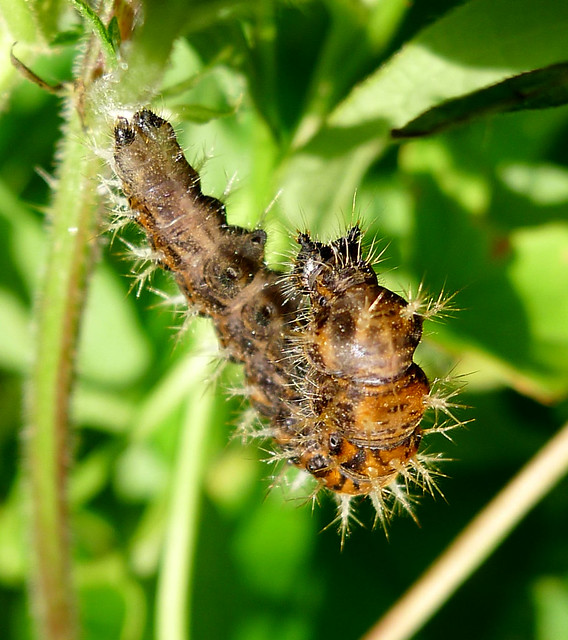 Comma Caterpillar preparing to become a Chrysalis. | Flickr - Photo ...