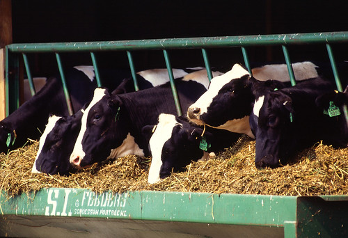 Holstein dairy cows eat a prescribed feed to support good health. USDA photo by Scott Bauer.
