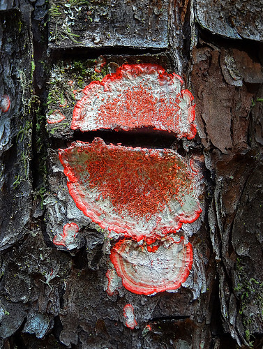 Red Lichen on Turkey Vulture Oak Bark