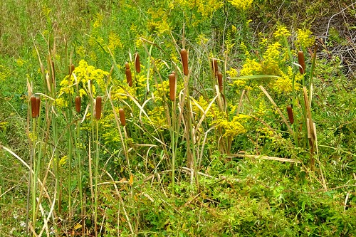 nanticoke newyork greenwoodcountypark plant wetlands cattail typha flower blossom goldenrod solidogcanadensis yellowblossoms latesummer