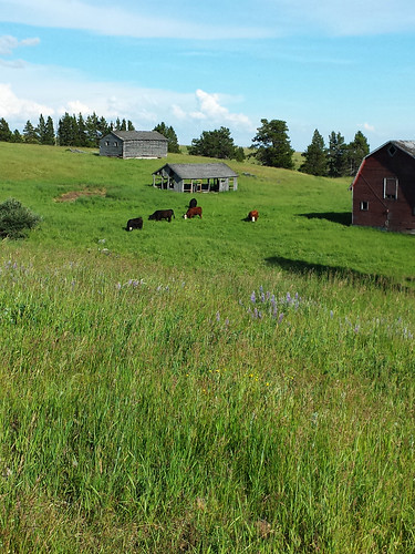 morning grazers cattle landscape animal アルバータ州 alberta canada カナダ 7月 七月 文月 shichigatsu fumizuki bookmonth 2016 平成28年 summer july