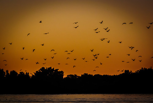 sunset sky outdoor seagull seagulls lake lakeside golden bird birds water tree trees night