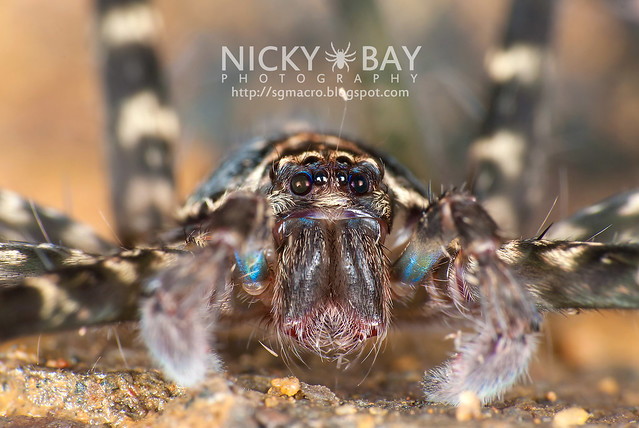 Huntsman Spider (Sparassidae) - DSC_5995