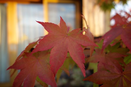autumn red leaves japan sunrise