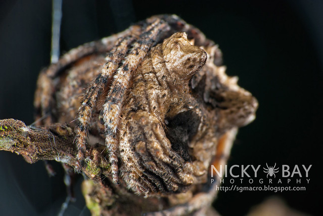 Tree Stump Orb Weaver (Poltys sp.) - DSC_5164