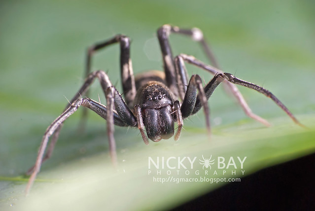 Ant-Mimic Sac Spider (Corinnomma severum) - DSC_3717