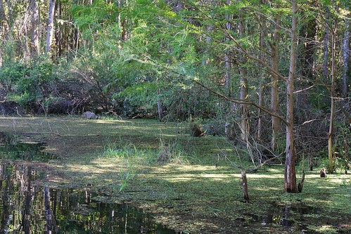 trees pond florida swamp duckweed baldcypress