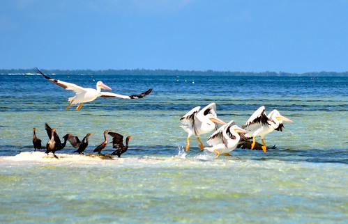 white-pelicans-flight-fla-keys367