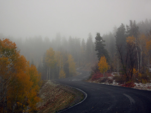 road trees mist fog rural landscape utah nebel scenic