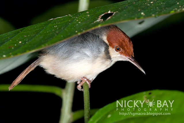 Rufous-Tailed Tailorbird (Orthotomus sericeus) - DSC_9470