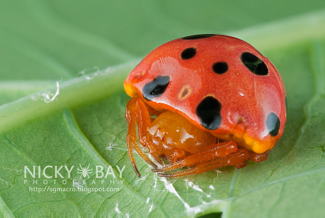Ladybird Mimic Spider (Paraplectana sp.) - DSC_8866