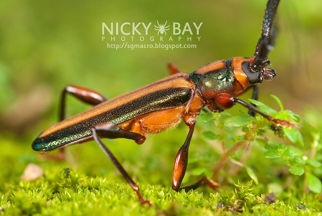 Longhorn Beetle (Xystrocera festiva) - DSC_8265