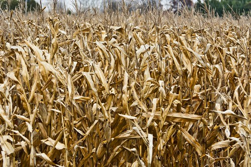 autumn fall wisconsin rural corn cornfield nikon farming crop farms tamron ruralamerica horwath tamronlens dodgecounty d700 wisconsinfarms foxlaketownship rayhorwath tamron28mm300mmlens