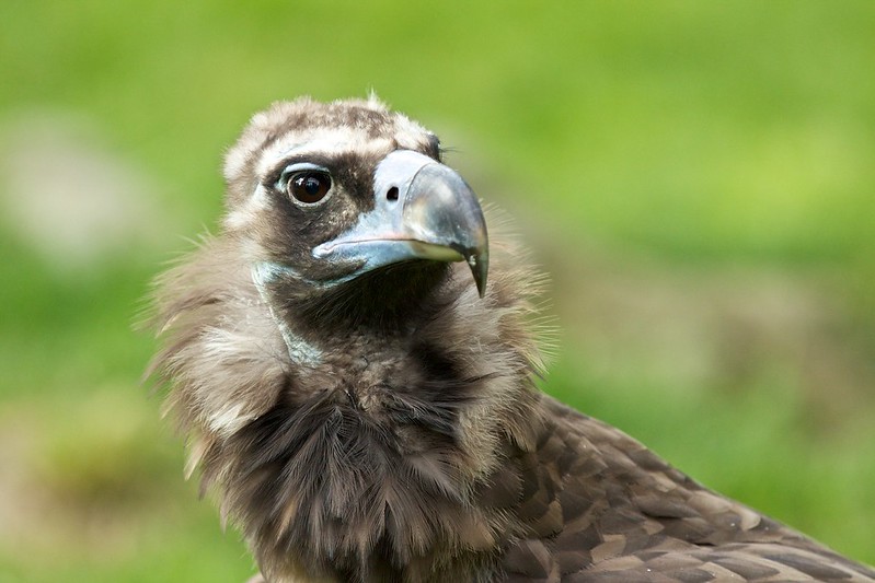 Cinereous Vulture (Aegypius monachus) | Author: Adam Skalny · Creative Commons: Attribution 2.0 Generic