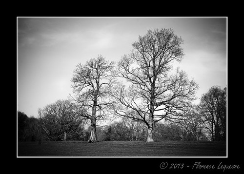 blackandwhite bw tree landscape countryside noiretblanc nb normandie paysage campagne normandy arbre manche labaleine