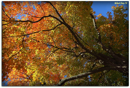 autumn tree fall leaves october canon5dmkii