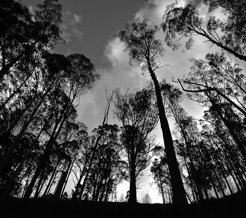 sky bw panorama silhouette skyline forest mono bush nikon australia monotone victoria gums vic eucalypts bogong northeastvictoria kiewavalley d5100 nikond5100 phunnyfotos