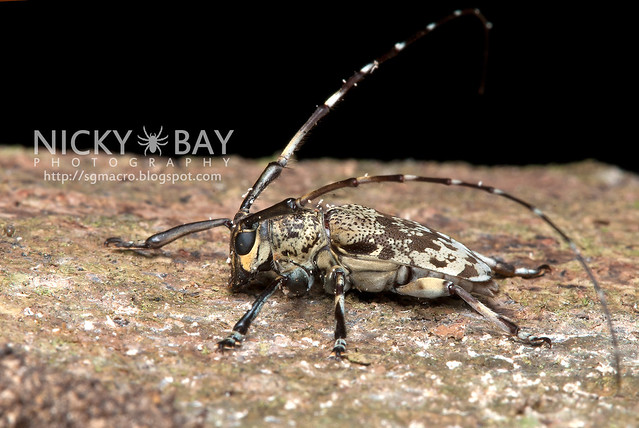 Longhorn Beetle (Cerambycidae) - DSC_6289