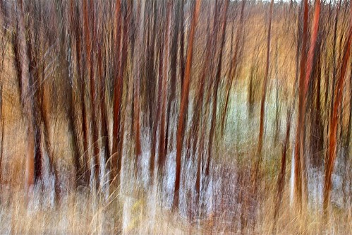 nature abstract icm alberta canada fall tree intentionalcameramovement