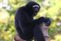 monkey Agile gibbons
