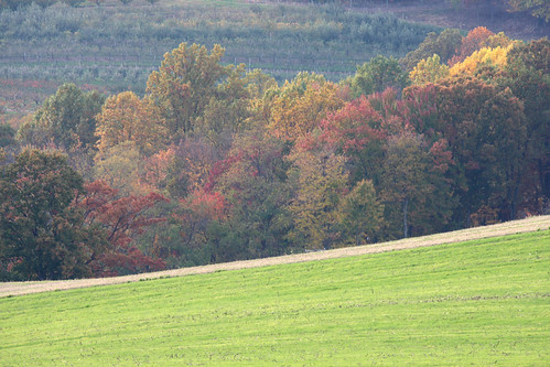 autumn leaves maryland fallfoliage frederickcounty fallfoliageautumnwesternmarylandmdcanon40d