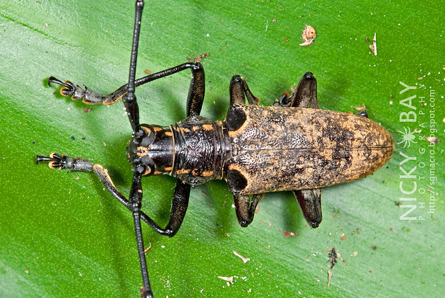 Longhorn Beetle (Epepeotes luscus) - DSC_9396