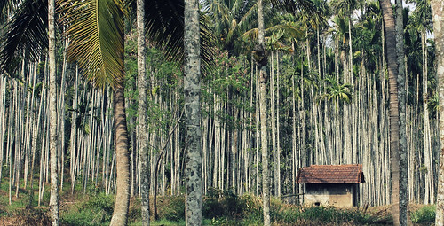 trees india nature water rural forest 35mm canon village coconut palm pump hut coorg 60d anupamkamal