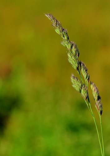 vertical outdoors nikon straw petal growth pollen freshness strå d90 fragility 18200mmf3556gvr “focusonforeground” “nopeople” ”closeup”