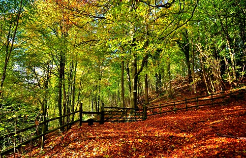 uk greatbritain november autumn trees england southwest tree green english forest landscape nikon track britain sigma cotswolds gloucestershire stroud hdr d90