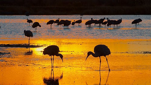 newmexico nature birds wildlife silhouettes bosquedelapache sandhillcranes nationalwildliferefuge