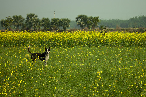 dog india green nature field canon landscape eos mustard westbengal 500d mustardflower incredibleindia chupichar