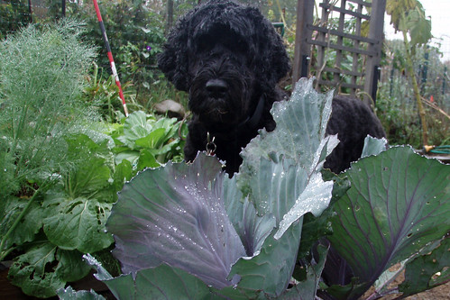 big black dog sneaks up behind the cabbage