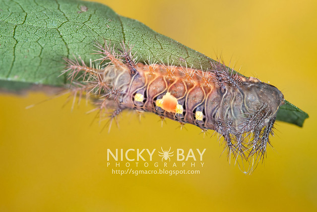 Caterpillar - DSC_9330