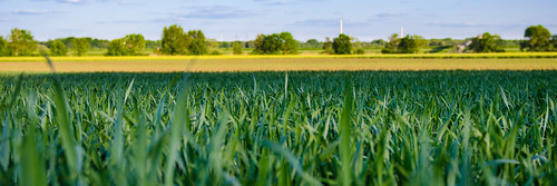 field germany see spring corn feld mais frühling rheinlandpfalz kieswerk rheinzabern jockgrim wört