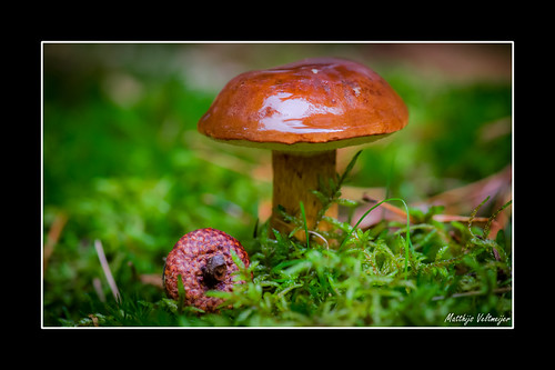macro fall mushroom nikon seasons thenetherlands noordbrabant oss