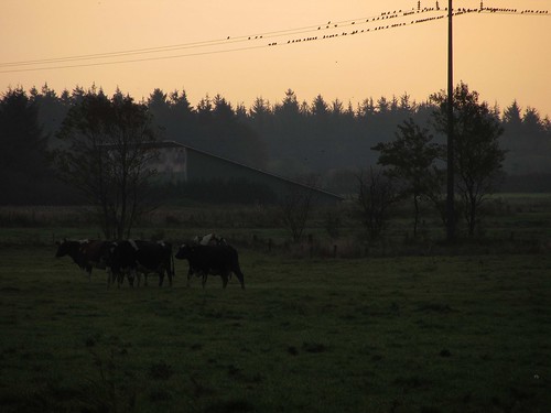 morning flickr cows tp347