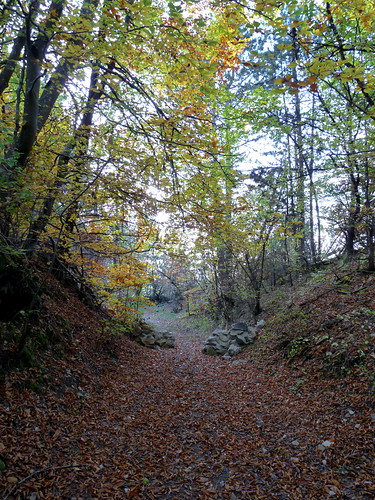 orange automne vert chemin forêt brun feuilles balade randonnée