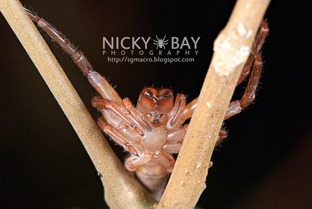 Huntsman Spider (Sparassidae) - DSC_0476