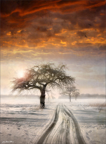 winter mist snow france cold tree nature fog photoshop way landscape alsace paysage chemin brume priaux bindernheim mygearandme flickrstruereflectionlevel1 flickrsfinestimages1