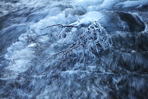 tree ice water river frozen branch freezing willow 365daychallenge canoneos7d